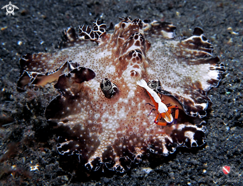 A Discodoris boholiensis  (Bergh, 1877) - Periclimenes Imperator | Nudibranch and Emperor Shrimp