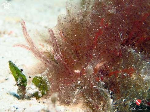 A Hairy Nudibranch