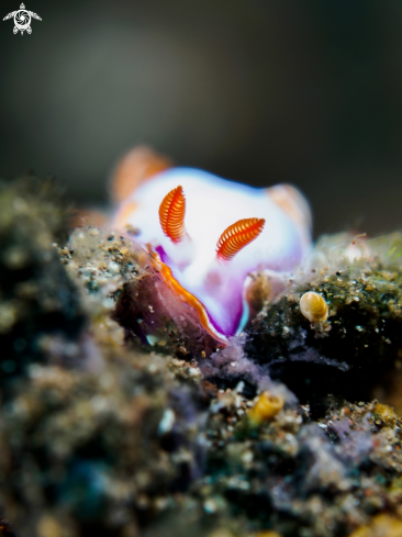 A Nudibranch 