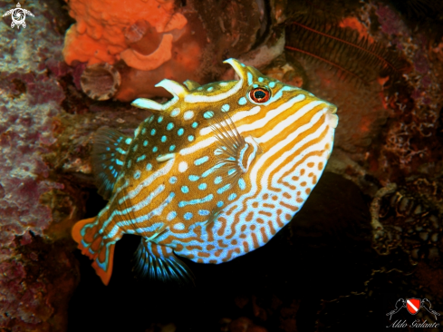 A Aracana Aurita. (George Shaw - 1798) | Shaw's Cowfish - Striped cowfish - Striped boxfish