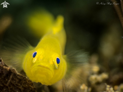 A (Lubricogobius exiguus | Yellow Pygmy Goby