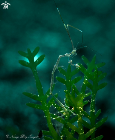 A Caprella sp | Skeleton Shrimp