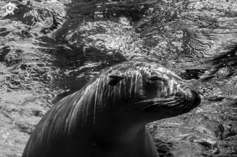 A California Sea Lion