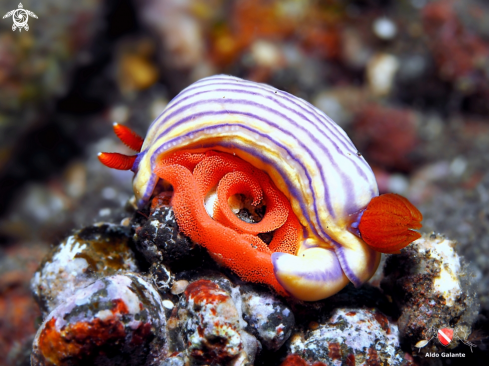 A Nudibranch Whitei 