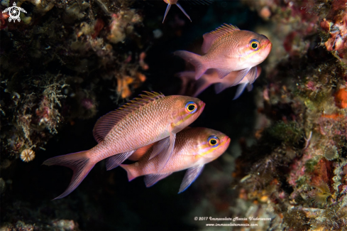 A Anthias | Trilogia