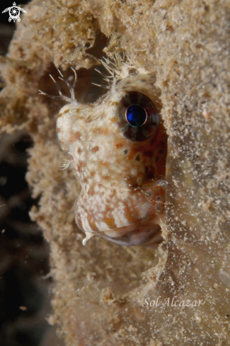 A blenny