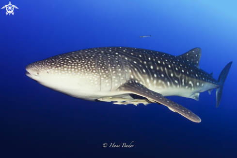 A whale shark