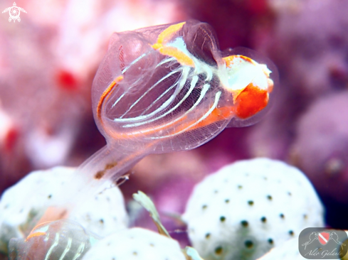 A Ascidians or Sea Squirts