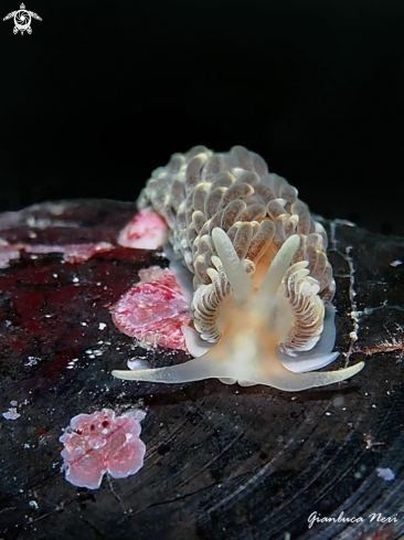 A Aeolidiella alderi | Nudibranch