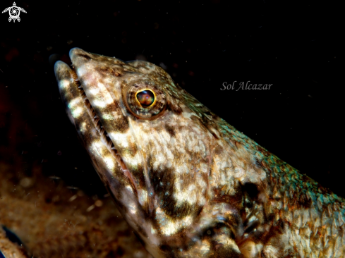 A lizardfish