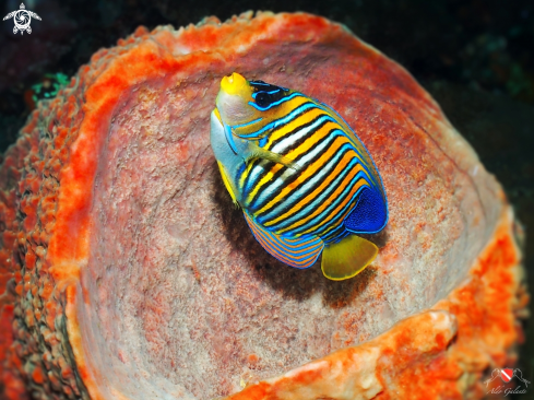 A Pygoplites Diacanthus (Boddaert, 1772) | Regal Angelfish