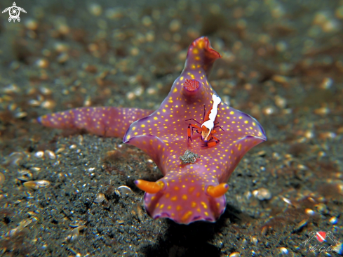 A Ceratosoma gracillimum Semper in Bergh, 1876 - Periclimenes Imperator A. J. Bruce, 1967 | Nudibranch and Emperor Shrimp.