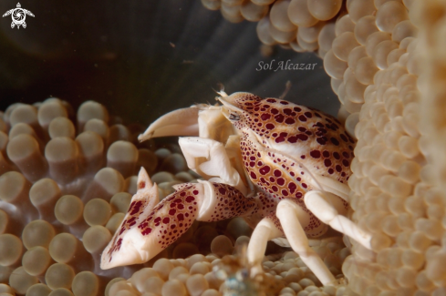 A porcelain crab