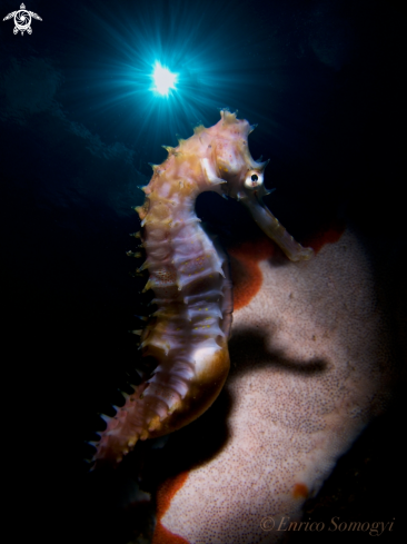 A Thorny Seahorse