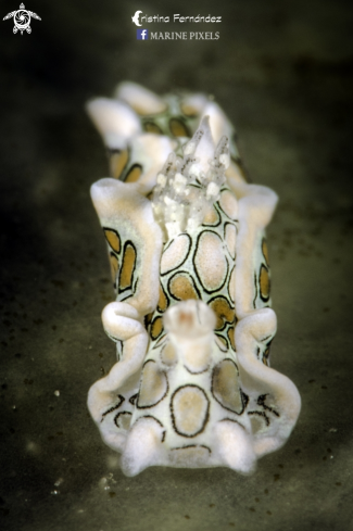 A Sagaminopteron psychedelicum | Nudibranch