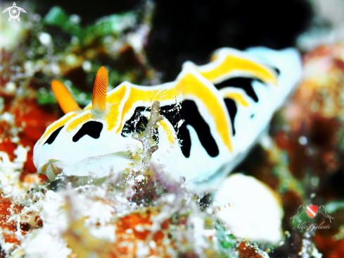 A Reticulidia Fungia - (Brunckhorst & Gosliner - Brunckhorst, 1993) | Nudibranch