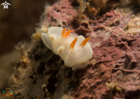 A Glossodoris electra