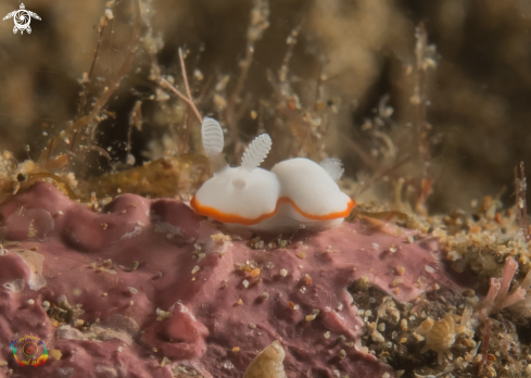 A Goniobranchus albonares