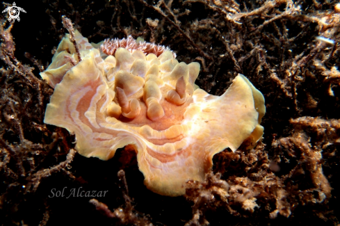 A nudibranch