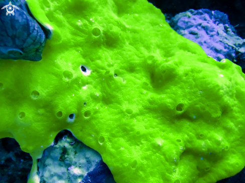 A Porifera | sponge coral