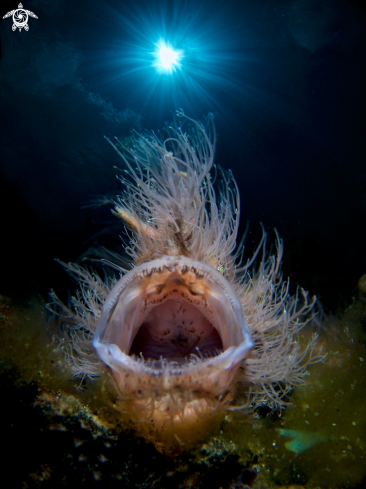 A Hairy Frogfish