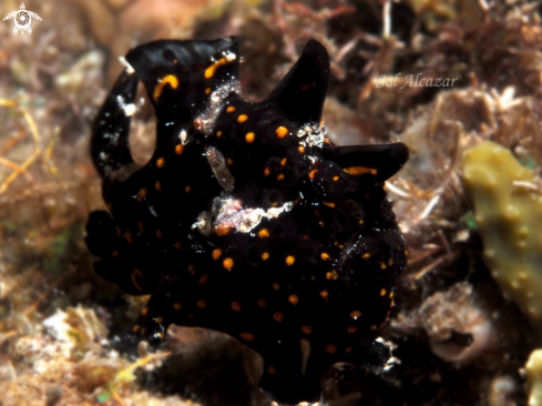 A juvenile frogfish