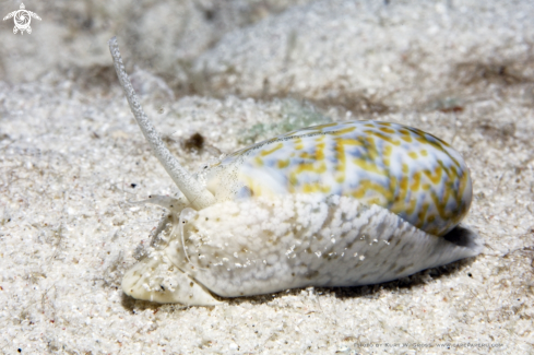 A Oliva reticulata | Olivar snail