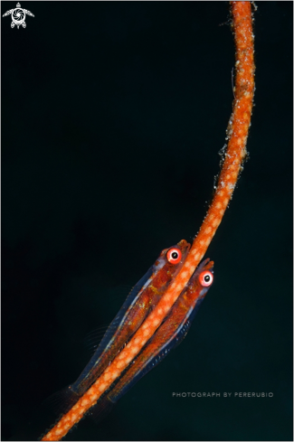 A Large Whip Goby (Bryaninops amplus)