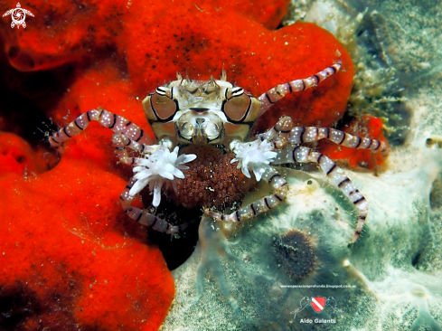 A Boxer Crab