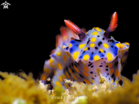 A Hypselodoris