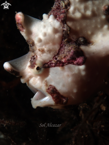 A juvenile frogfish