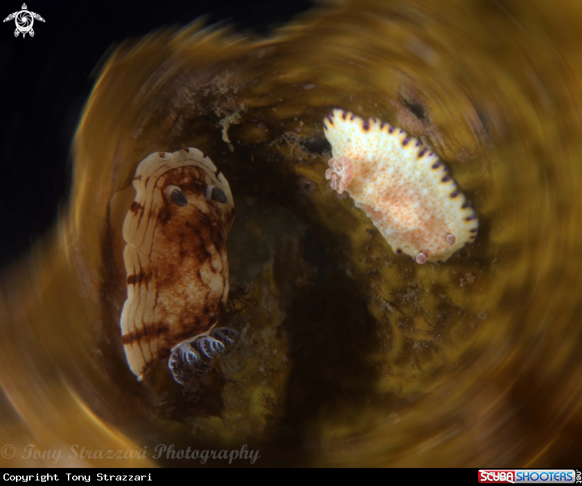 A Pancake Aphelodoris and Gold-Spotted Chromodorid