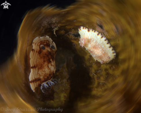 A Pancake Aphelodoris and Gold-Spotted Chromodorid