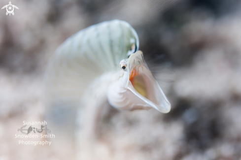 A Pike Blenny