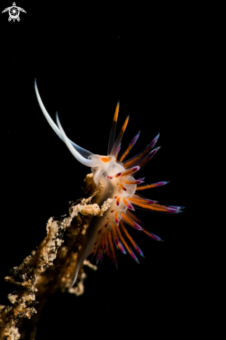 A nudibranco