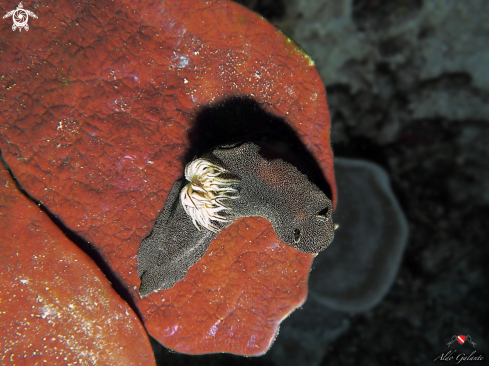 A Doriprismatica Stellata (Rudman 1986) | Nudibranch