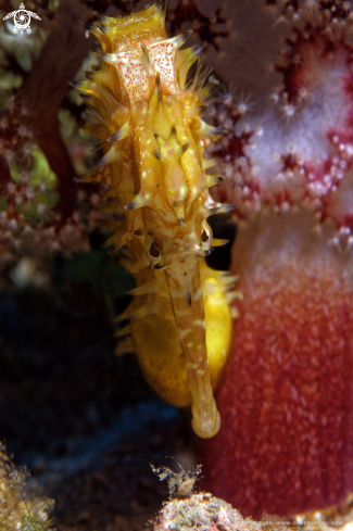 A Spiny Seahorse