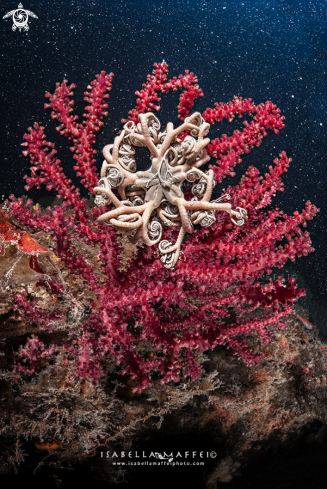 A Astrospatus mediterraneus | Basket star