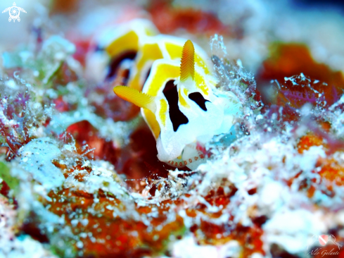 A Reticulidia Fungia - (Brunckhorst & Gosliner - Brunckhorst, 1993) | Nudibranch