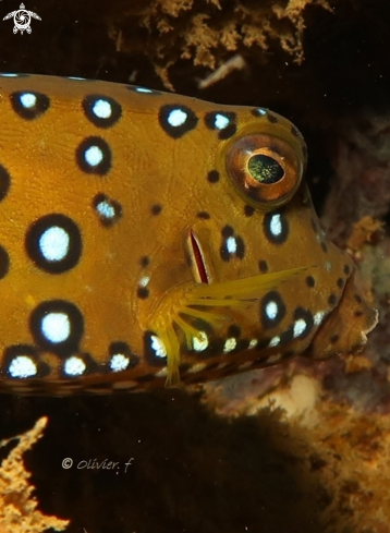 A Yellow boxfish