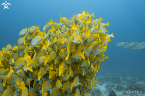 A Lutjanus kasmira | Bluestripe Snapper