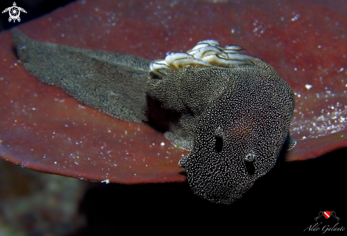 A Doriprismatica Stellata (Rudman 1986) | Nudibranch