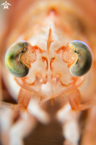 A Big eye shrimp