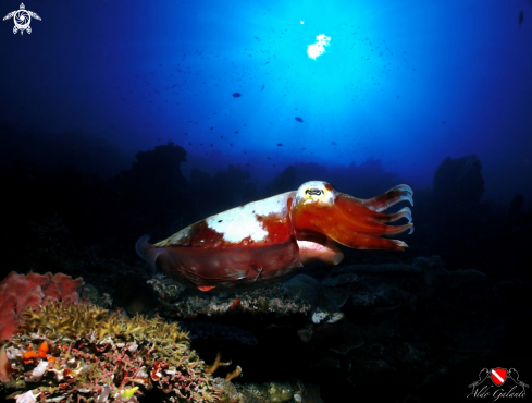 A Cuttlefish