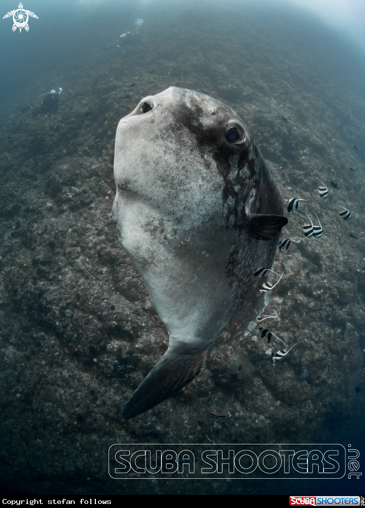 A Southern Ocean Sunfish