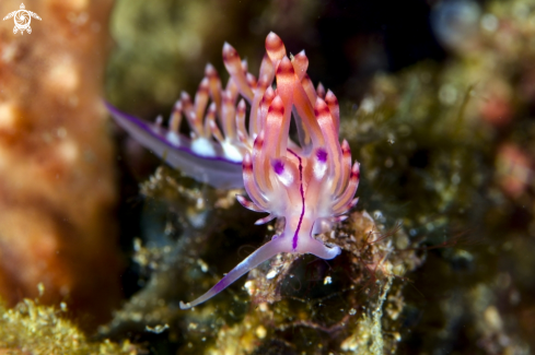 A Siboga Trinchesia | Flabellina