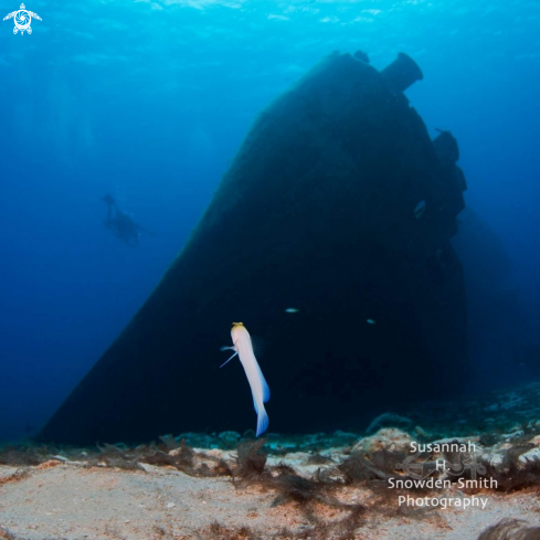 A Yellow headed jawfish