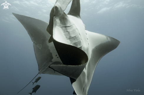 A Mobula Birostris | Giant Oceanic Manta