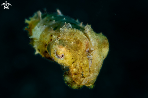 A Cuttlefish