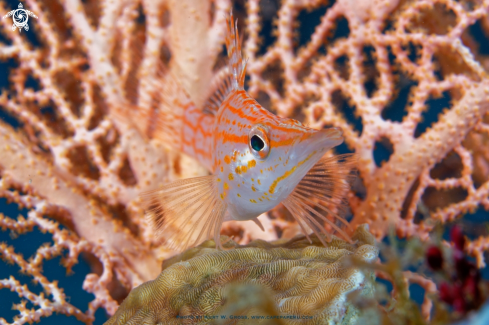 A Oxycirrhites typus | Long noise hawk fish